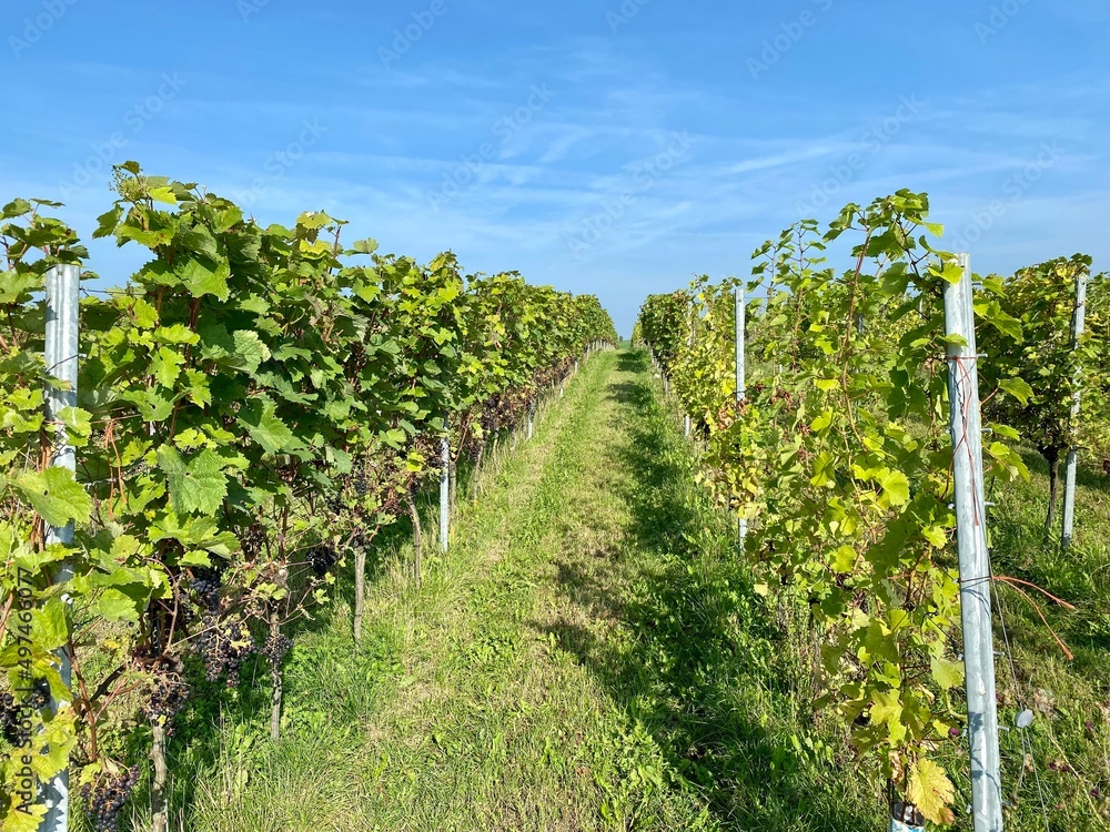Grapes plants in a vineyard in the Netherlands.