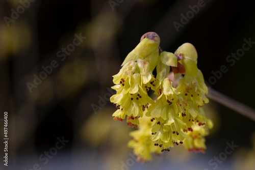 Macro Beautiful Corylopsis spicata flower. Kingdom name is Plantae, Family name is Hamamelidaceae. yellow flowers in the shape of bells, early spring, selective focus photo