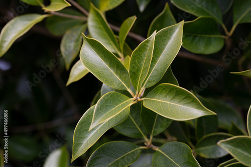 fresh green foliage of Osmanthus x fortunei shrub  texture or background of young green leaves