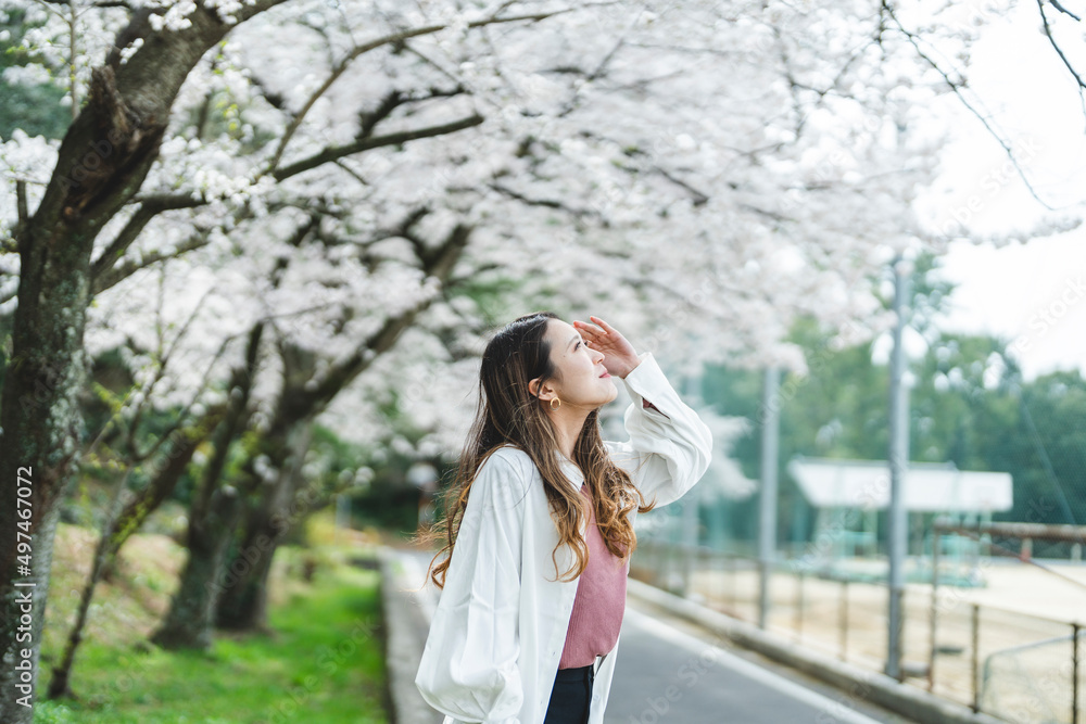 桜の花を見ながら散策する女性 桜の花を見ながら散策する女性