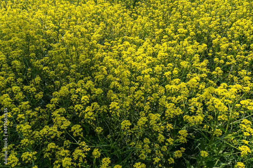 Flower bloom Flower bloom