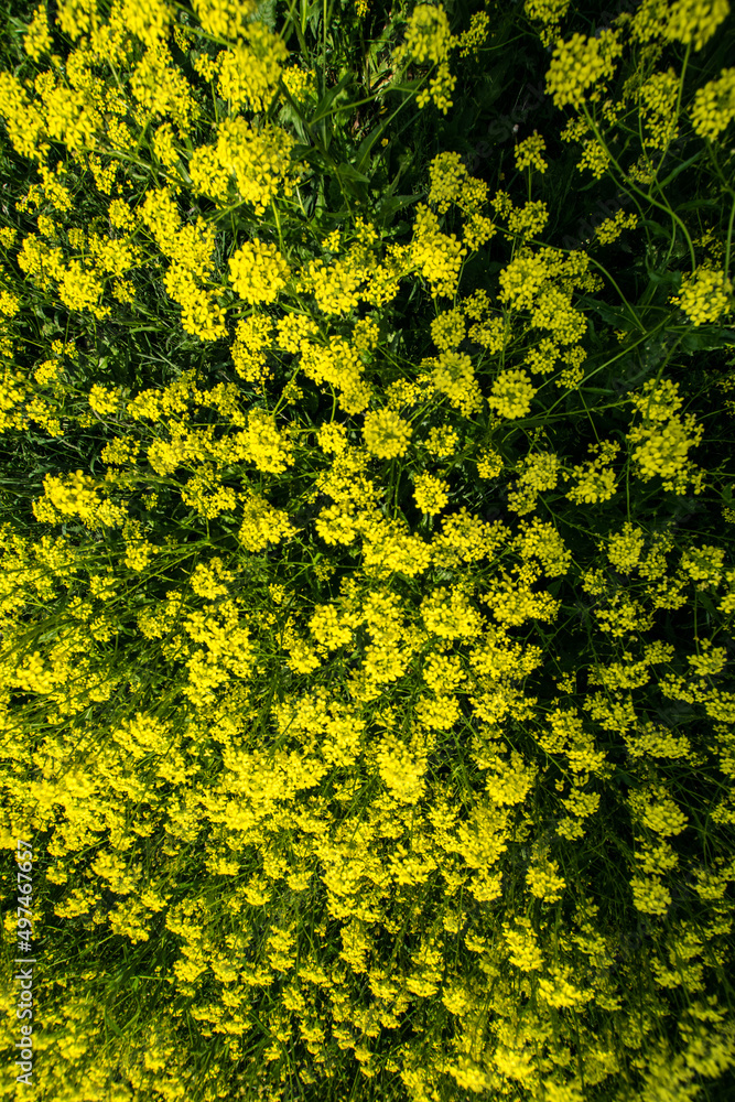 Flower bloom Flower bloom