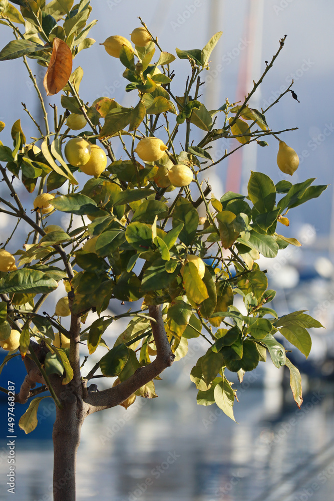 Beautiful lemon tree on the French Riviera, on the seafront of the town of Mandelieu-La Napoule Beautiful lemon tree on the French Riviera, on the seafront of the town of Mandelieu-La Napoule
