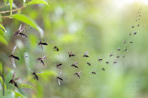 Swarm of mosquitoes fly in the park © Piman Khrutmuang