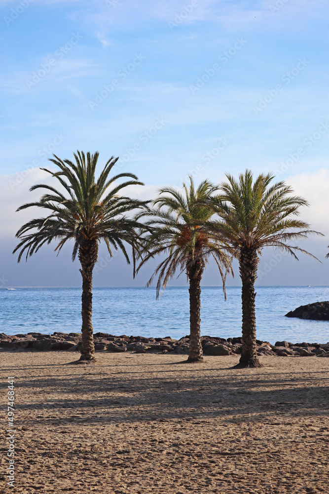 View of the palm trees and the coast of Mandelieu-la-Napoule, in the south of France