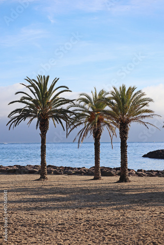 View of the palm trees and the coast of Mandelieu-la-Napoule, in the south of France