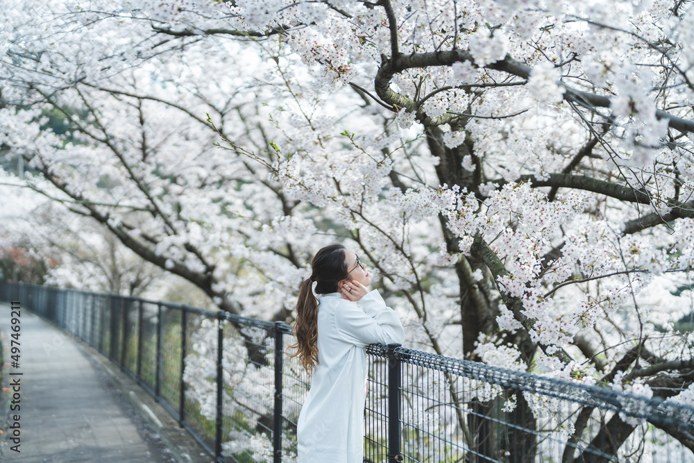 Obraz premium 桜の花を見ながら散策する女性