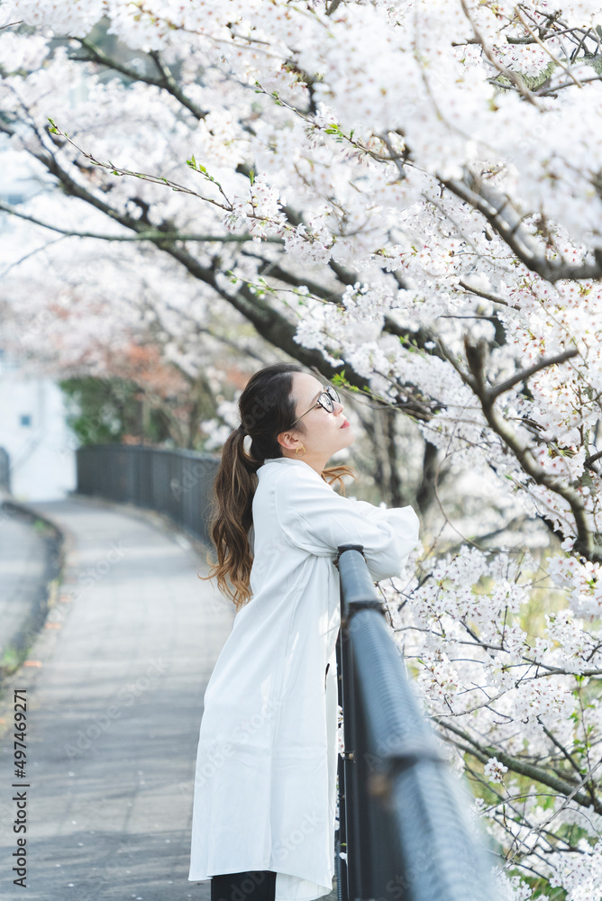 桜の花を見る眼鏡をかけた女性 桜の花を見る眼鏡をかけた女性