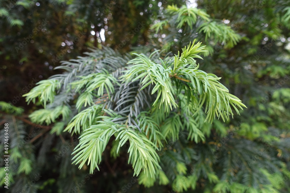 Close shot of fresh foliage of common yew in mid May Close shot of fresh foliage of common yew in mid May