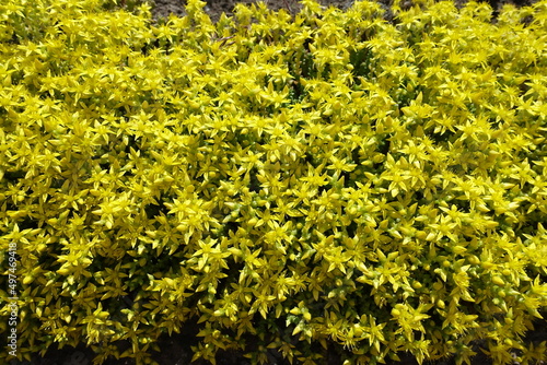 Dozens of yellow flowers of Sedum acre in May photo