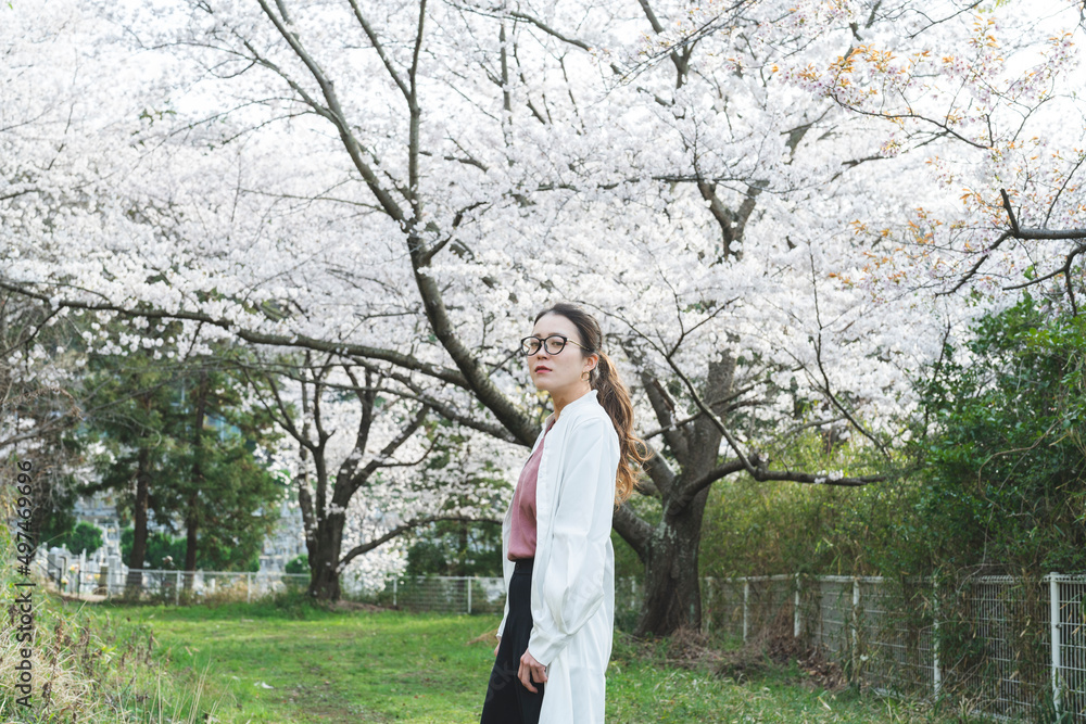 桜の花を見る眼鏡をかけた女性 桜の花を見る眼鏡をかけた女性