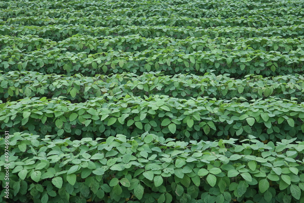 green leaves background of red bean field design for healthy lifetyle green leaves background of red bean field design for healthy lifetyle