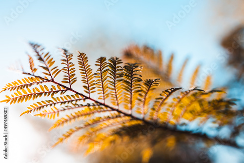 Slika na platnu native Australian jacaranda plant shot at extremely shallow depth of field