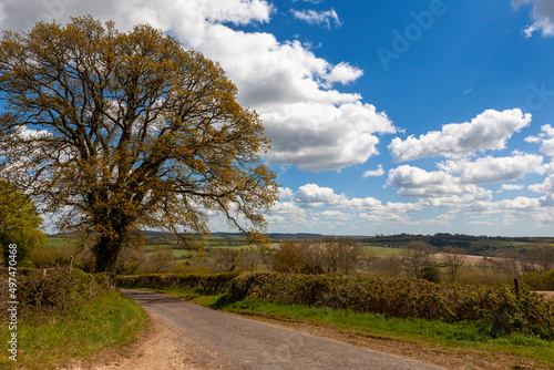 Countryside near Up Marden in the South Downs National Park, West Sussex, UK