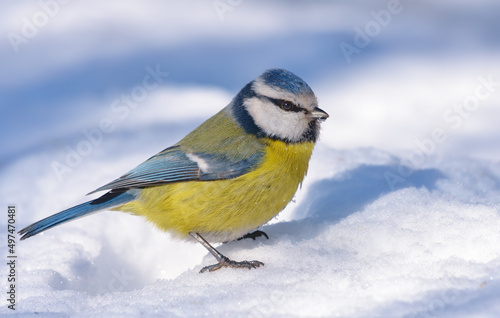 Eurasian blue tit (cyanistes caeruleus) rests on the snow in cold winter day