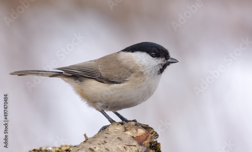 Adult Marsh Tit (Poecile palustris) nice perched on small branch with clean winter background 