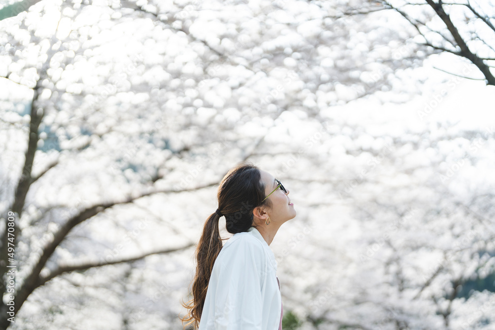 桜の花を見る眼鏡をかけた女性 桜の花を見る眼鏡をかけた女性
