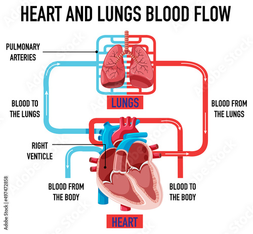 Diagram showing heart and lungs blood flow