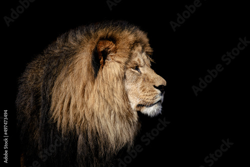 Big male lion closeup portrait 