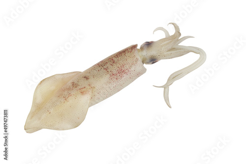 Squid isolated on white background	