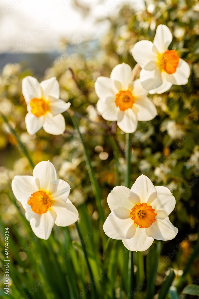 Beautiful blooming white and yellow daffodils in spring garden. Natural floral background. Spring season. Selective focus Beautiful blooming white and yellow daffodils in spring garden. Natural floral background. Spring season. Selective focus