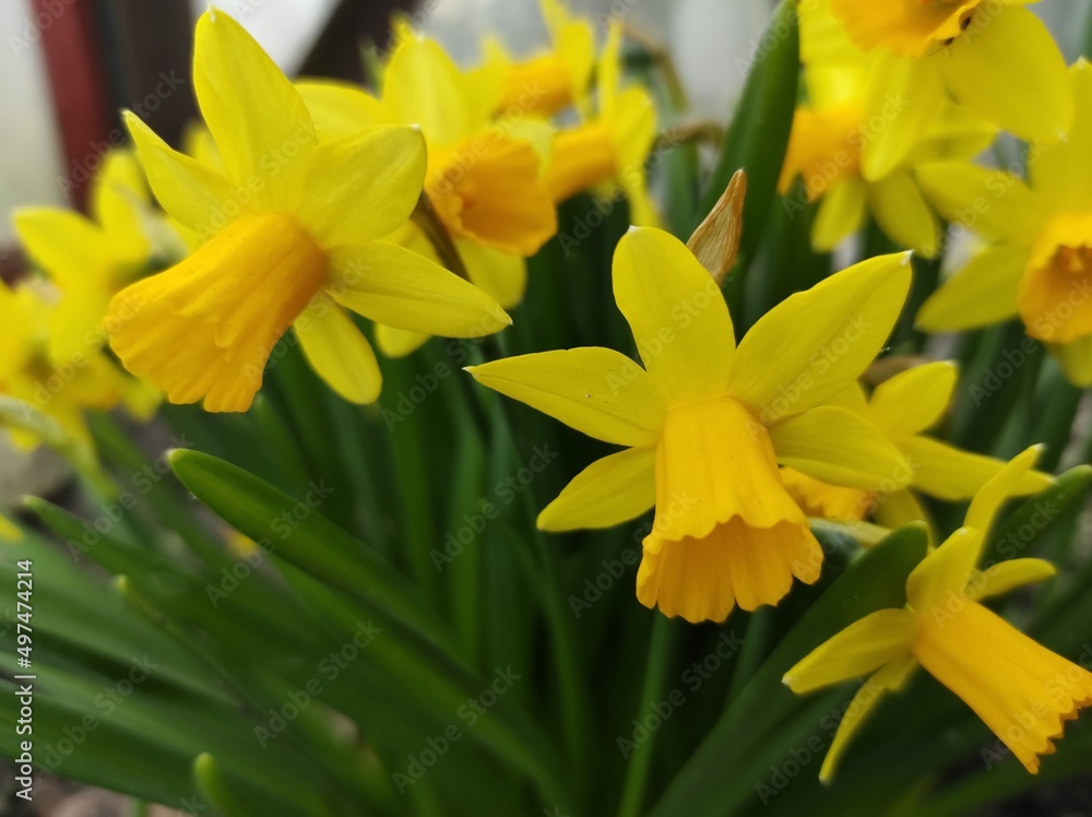 yellow daffodil flower yellow daffodil flower