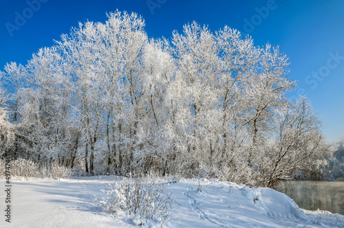 snow covered trees in winter landscape