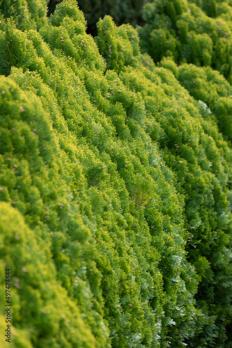 Natural texture. green leaf trees
