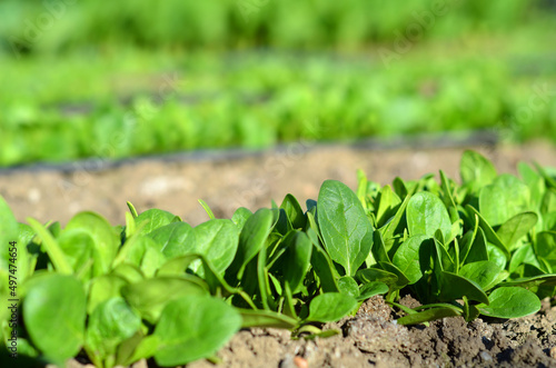 Spinach on the field sprouting up