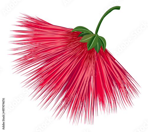 Red firework flower. Exotic calliandra plant blossom photo