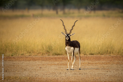 wild male blackbuck or antilope cervicapra or indian antelope with long horn head on portrait or closeup in grassland of velavadar national park gujrat india asia photo