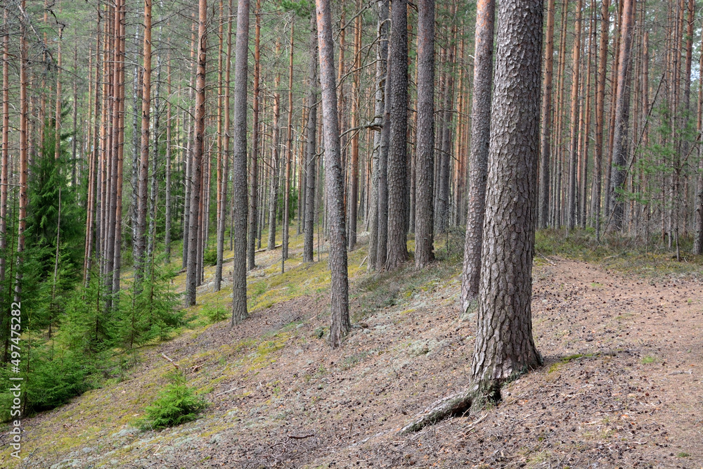 Dark forest with fir and pine trees at the summer