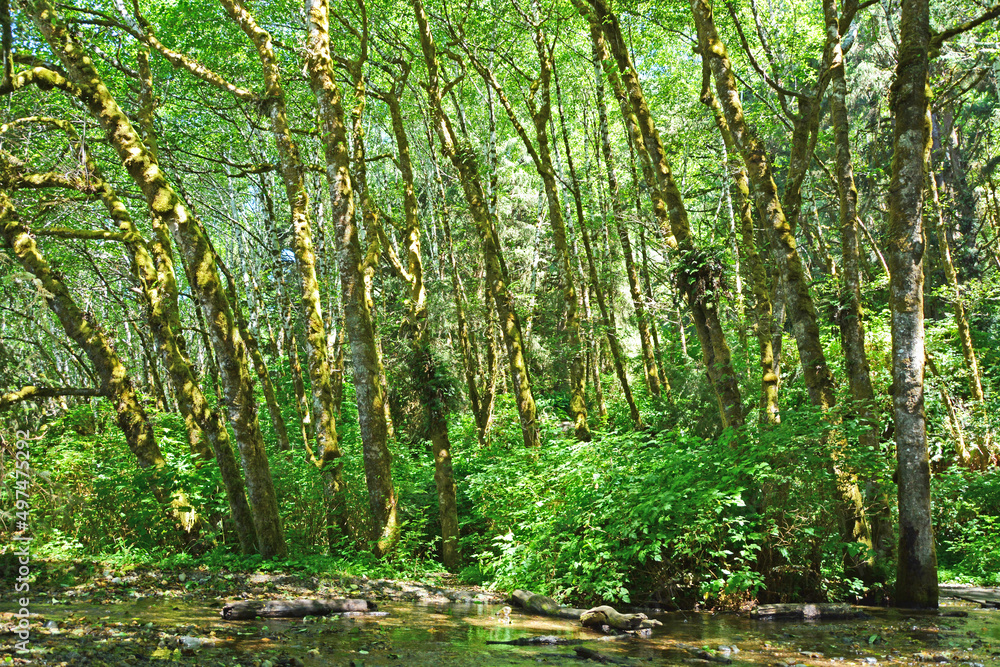 Obraz premium Redwood forest, CA, USA