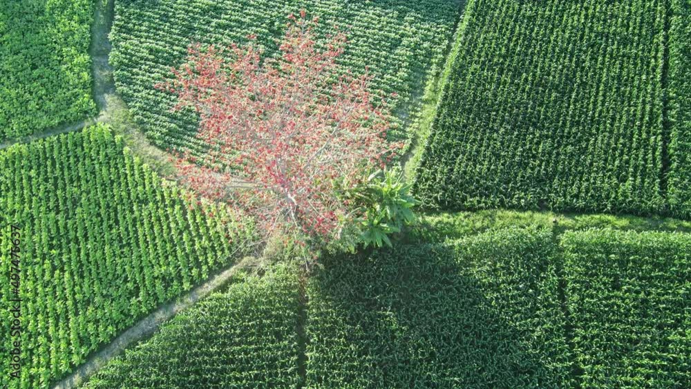 top view Red cotton tree (Bombax ceiba) branches with flowers, green nature agriculture background.