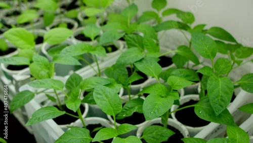 Wallpaper Mural Sprouts of peppers grown from seed at home in boxes. Spring seedlings. Torontodigital.ca