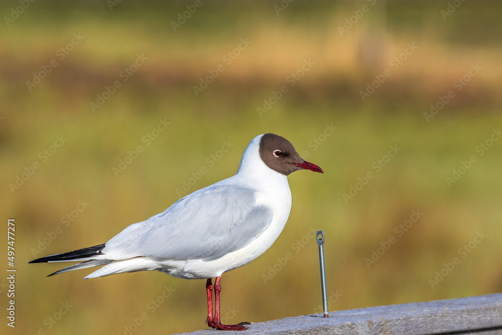 Portrait at a Black headed gull bird Portrait at a Black headed gull bird