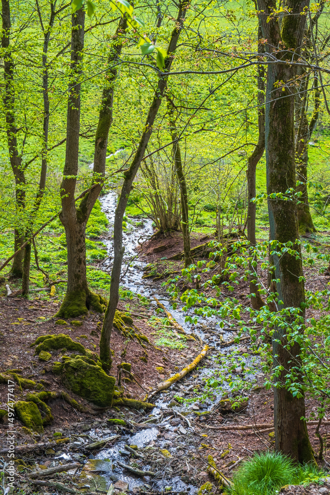 Fototapeta premium Winding creek in a lush forest in spring
