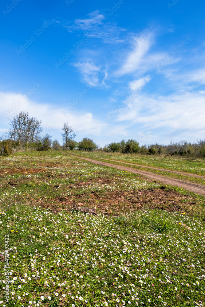 Flowering meadow and a dirt road at spring