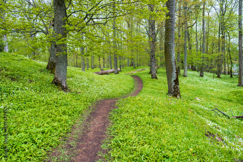 Footpath in a deciduous forest in spring photo