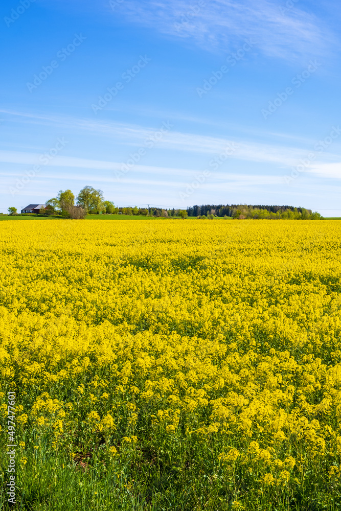 Rapeseed field in the countryside