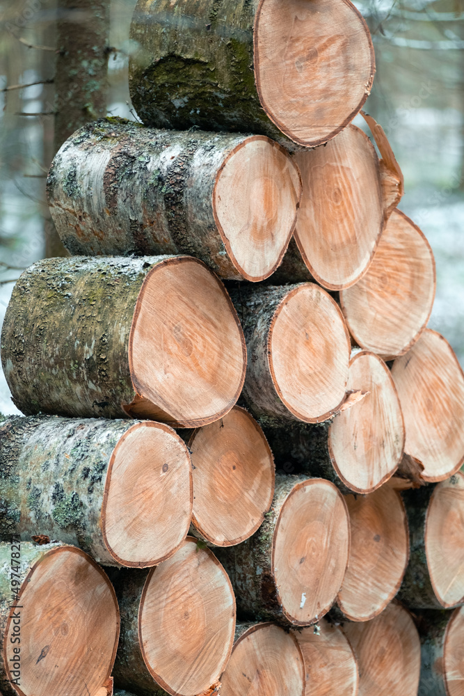 Close up of sawed firewood in the winter forest Close up of sawed firewood in the winter forest