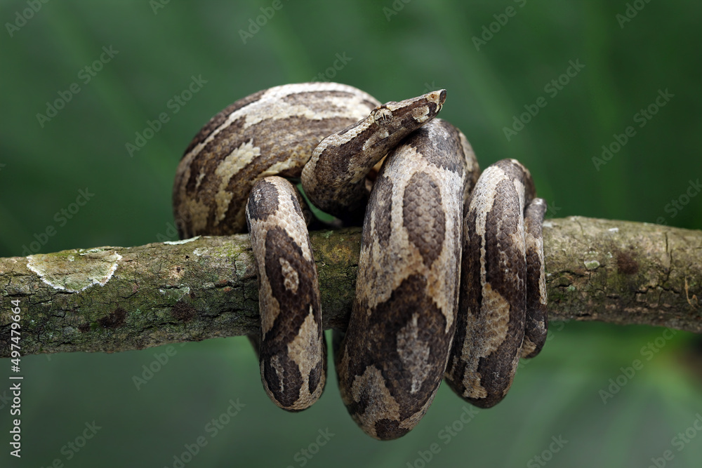 Candoia Ground Boa snake (Candoia carinata) on tree branch. Candoia carinata is ...