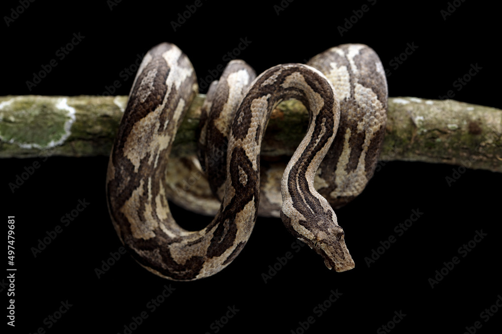 Ground Boa snake (Candoia carinata) on black background. Candoia carinata is popular as a pet in Indonesia, where it is known by the common name Monopohon. Ground Boa snake (Candoia carinata) on black background. Candoia carinata is popular as a pet in Indonesia, where it is known by the common name Monopohon.