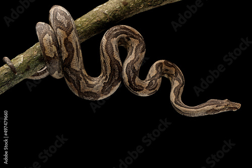 Ground Boa snake (Candoia carinata) on black background. Candoia carinata is popular as a pet in Indonesia, where it is known by the common name Monopohon.