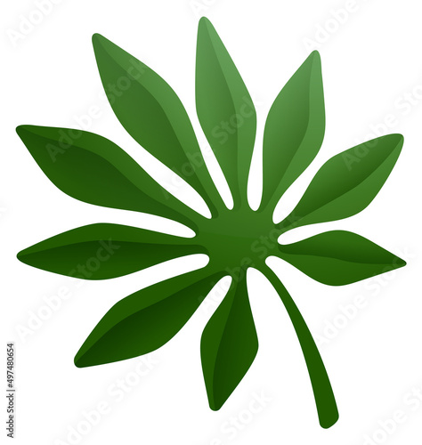Exotic palm fan leaf. Green tropical foliage icon