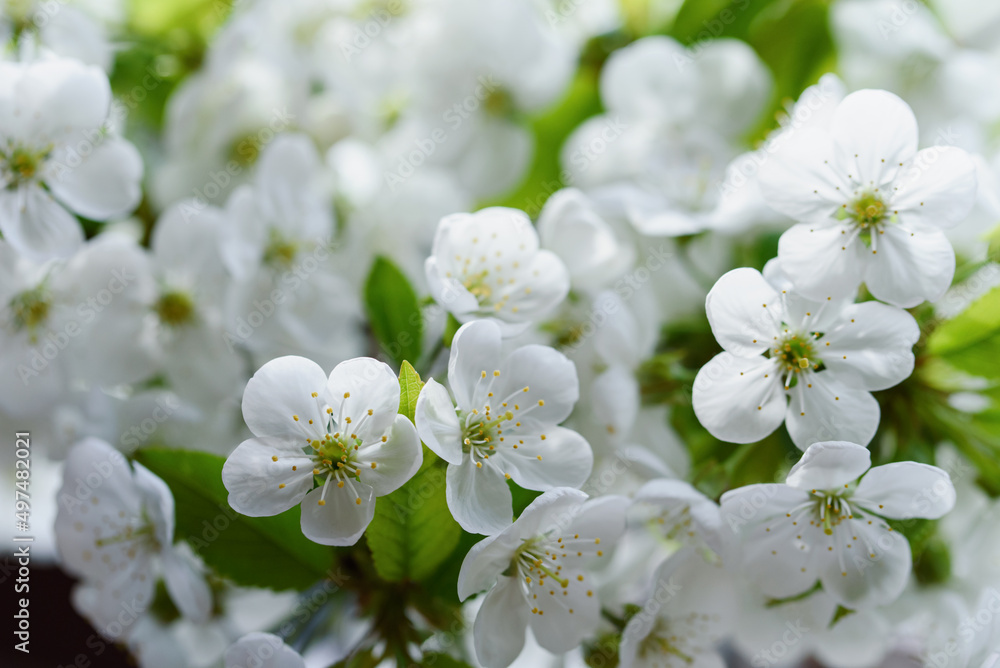 Spring background with blooming white cherry flowers. Floral abstract background of nature. Branches of blossoming cherry macro with soft focus. Easter and spring greeting cards. Springtime Spring background with blooming white cherry flowers. Floral abstract background of nature. Branches of blossoming cherry macro with soft focus. Easter and spring greeting cards. Springtime