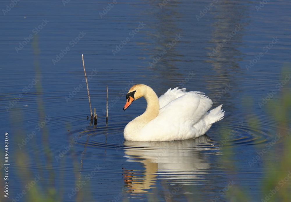 Naklejka premium Swan on the lake, beautiful elegant bird