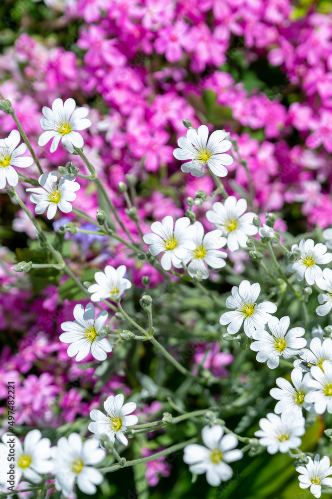 White cerastium flowers in a blooming summer garden White cerastium flowers in a blooming summer garden