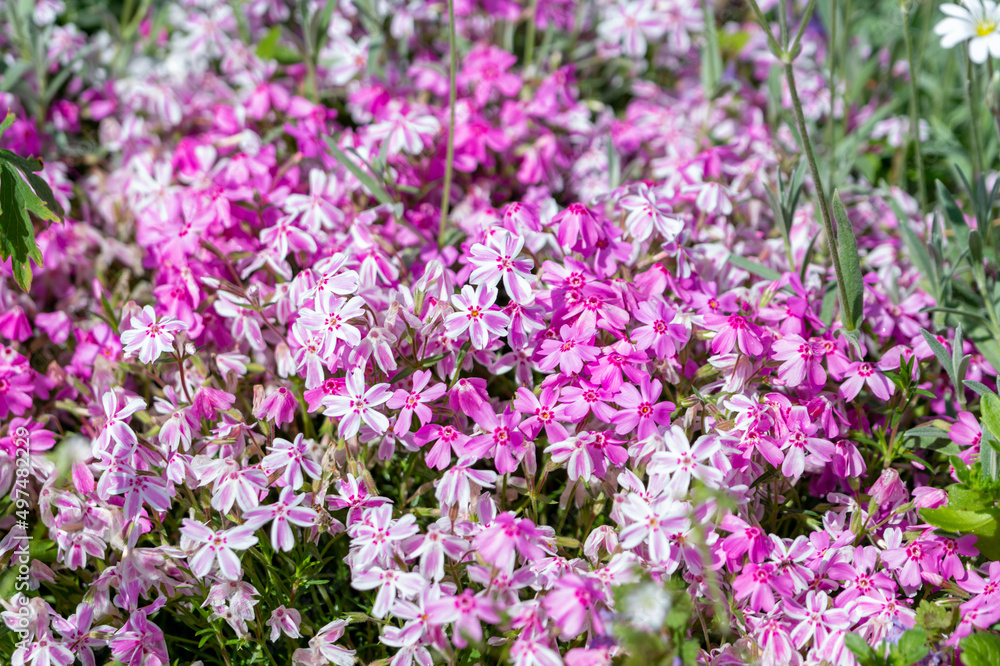 Pink and white striped phlox flowers in the summer garden (phlox subulata)