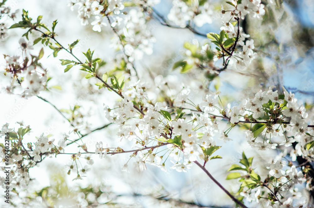 Spring background with blooming white cherry flowers. Floral abstract background of nature. Branches of blossoming cherry macro with soft focus. Easter and spring greeting cards. Springtime